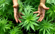 Cannabis licite : Retard à l’allumage d’une filière en phase d’éclosion