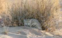 Le chat des sables : Une espèce « quasi-menacée » requérant plus d'étude