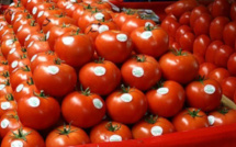 Tomates : les exportations devraient reprendre après la fin du ramadan (expert) 