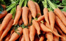 Export: Les carottes marocaines très prisées sur les marchés africains