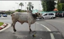 Incidents des bovins brésiliens : comment de faire indemniser en cas de dégâts matériels