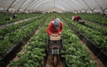 Espagne : 700 saisonnières marocaines demandées pour la récolte des fraises à Ségovie 