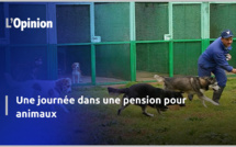 Comment vos chiens passent leurs journées dans les pensions animalières (vidéo)