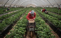 Campagne de récolte des fruits rouges: 93% des saisonnières marocaines déjà sur place à Huelva