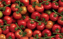Export -Tomates : Le Maroc sur le podium du top 5 mondial