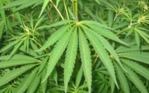 Cannabis légal : Voici les conditions d’import et d’export fixées par l’ADII