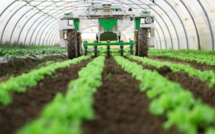 Plan Maroc Vert: L’épine dorsale de l’agriculture marocaine