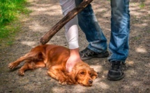 Abattage de chiens et chats : Un collectif d’associations tire la sonnette d’alarme