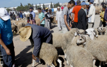 Sacrifice de l’Aïd Al Adha : L’importation pour pallier l’insuffisance de l’offre
