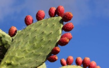 Figuier de barbarie: Le cactus gagne-t-il sa guerre contre la cochenille ?