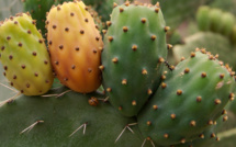 Figuier de barbarie: Le cactus gagne-t-il sa guerre contre la cochenille ? [INTÉGRAL]