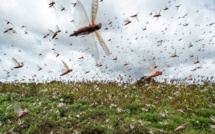 Zones oasiennes du Drâa : Les essaims de criquets envahissent la région ! [INTÉGRAL]