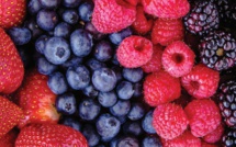 Export : La saga des fruits rouges marocains à l’international
