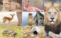 Conservation des espèces menacées : Enjeu crucial pour préserver la biodiversité du Royaume