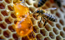 Taounate / INDH : 300.000 dhs octroyés à la production de la cire d'abeille