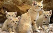 Conservation des espèces menacées : Enjeu crucial pour préserver la biodiversité du Royaume [INTÉGRAL]