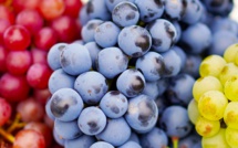 Agriculture : Les défis climatiques menacent la saison des raisins au Maroc