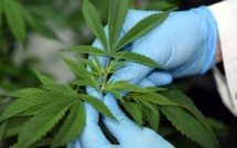 Fès / Colloque  « Quoi de neuf dans les applications médicales du cannabis ? »