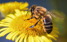 Journée mondiale des abeilles : Le secteur apicole marocain face au défi de la compétitivité