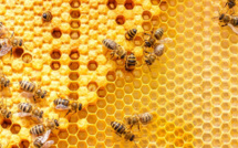Journée mondiale des abeilles : Le secteur apicole marocain face au défi de la compétitivité [INTÉGRAL]