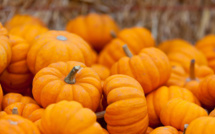 Les exportations de citrouilles marocaines vers le Royaume-Uni montent en flèche