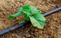 Irrigation climato-intelligente : Vers l’expansion du marché dédié à l’agriculture 4.0 ?