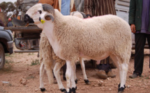 Aïd Al-Adha: Les éleveurs  réagissent à la polémique des moutons à 700 dhs