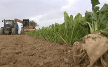 Doukkala-Abda : Lancement de la campagne d’arrachage de la betterave sur près de 11.500 ha