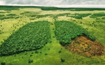 Politique et écologie : Pourquoi nos «Verts» sont insonores et incolores ? [INTÉGRAL]