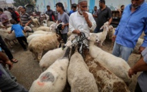 Aïd Al-Adha : l'offre s'élève à 5,4 millions de têtes d'ovins et de caprins 