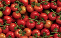Agriculture : Les Allemands prennent goût à la tomate marocaine