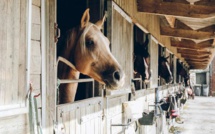 Emploi-Formation : Partenariat pour l’inclusion durable des guichetiers du domaine hippique