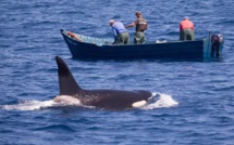 Attaques d’orques : Les dessous d’une supposée invasion du littoral marocain