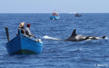 Attaques d’orques : Les dessous d’une supposée invasion du littoral marocain [INTÉGRAL]