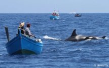 Attaques d’orques : Les dessous d’une supposée invasion du littoral marocain [INTÉGRAL]