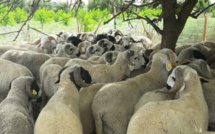 Casablanca : Affluence minime pour l'achat de moutons en vue d'une baisse des prix
