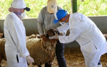 Aid Al-Adha 2023 : la santé du cheptel national est satisfaisante