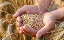 Développement agricole : Le Maroc booste sa coopération internationale