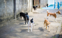 Protection des animaux: Bras de fer entre ADAN et la Commune de Rabat