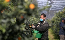 Récoltes estivales : La France se tourne vers les saisonniers marocains