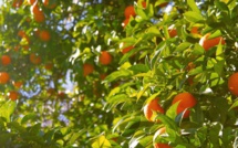 Le Maroc accroît ses exportations de mandarines vers le Canada