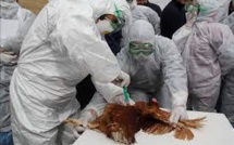 Grippe aviaire : Le virus pourrait-il s'adapter à l'humain ?