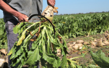 Béni Mellal-Khénifra : 225.000 tonnes de betteraves à sucre arrachées