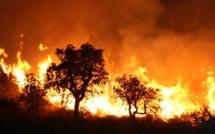 Feux de forêt : le Maroc présente officiellement ses condoléances à l'Algérie
