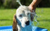 Canicule : Comment rafraîchir son animal de compagnie ?