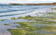 Baignades en mer : Gare à la propagation des microalgues urticantes !
