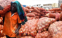 Agriculture : Dakar mise sur l’oignon marocain pour baisser les prix