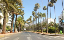 Campagne contre les palmiers à Casablanca: Ce qu’en dit le Conseil