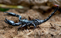 Azilal / Piqûres de scorpions : Prise en charge de 62 personnes en juillet