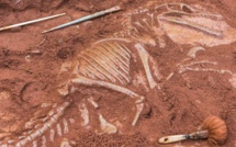 Khouribga : Découverte inédite de deux nouveaux types de dinosaures
